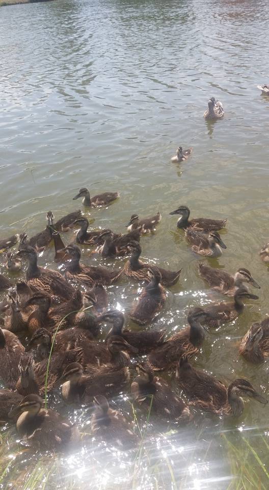 Terme Gölyazı Köyü Resimleri 9