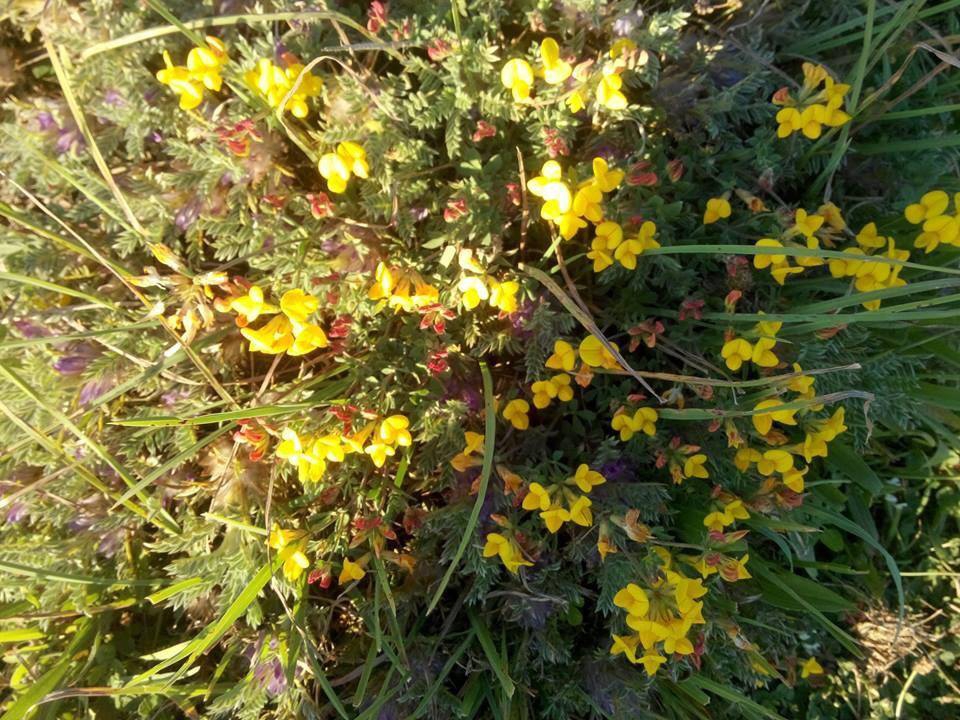 Niksar Mahmudiye Köyü Resimleri 2