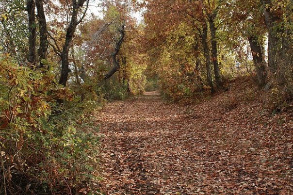 Niksar Örenler Köyü Reimleri 2