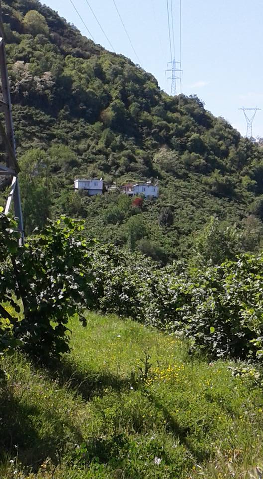 Gülyalı Yeniköy Köyü Resimleri 3