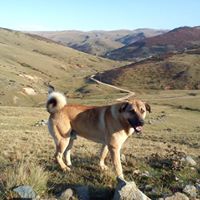 Gülyalı Hoşköy Köyü Resimleri 7