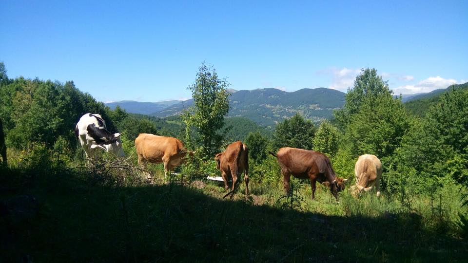 Niksar Özveren  Köyü Resimleri 3