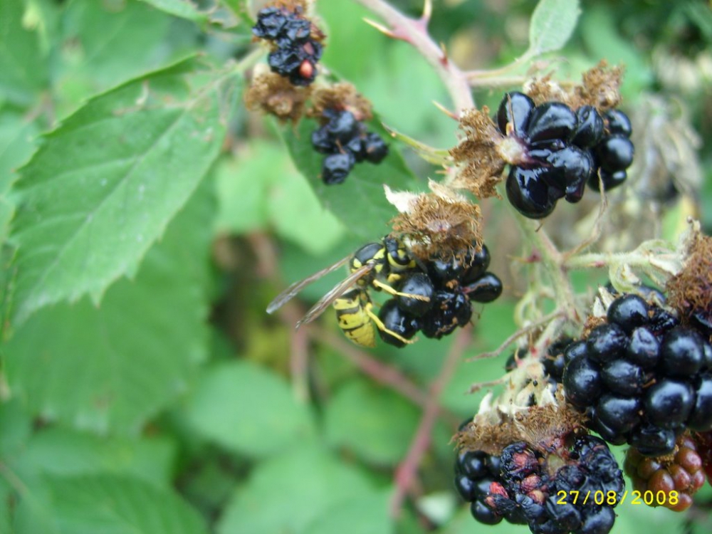 Niksar Teknealan Köyü Resimleri 4