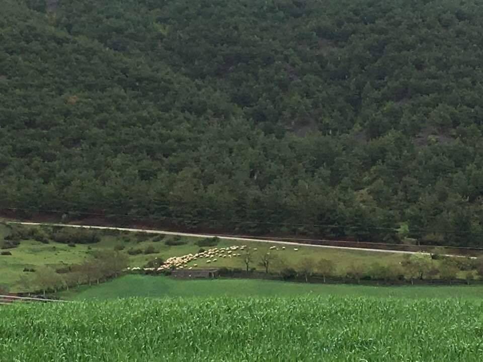 Niksar Umurlu Köyü Resimleri 1