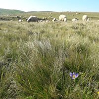 Gürgentepe Döşek Köyü Resimleri 6