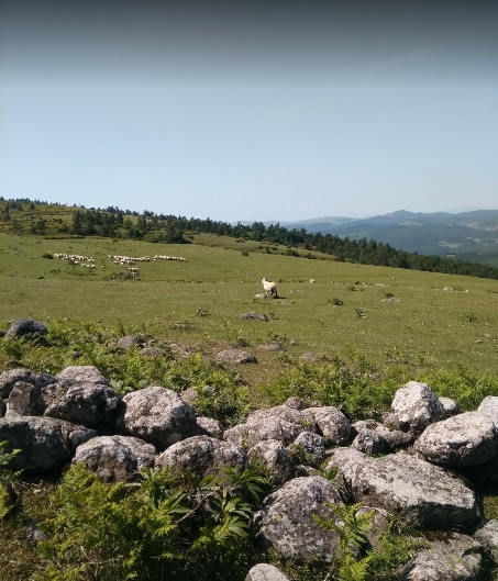 Niksar Yalıköy Köyü Resimleri 4