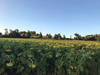 Vezirköprü Halkahavlı Köyü 9