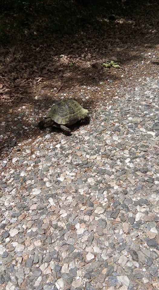 Vezirköprü Kapaklıçeşme  Köyü 1