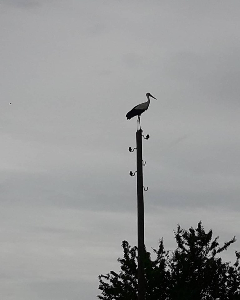 Vezirköprü Kapaklıçeşme  Köyü 2