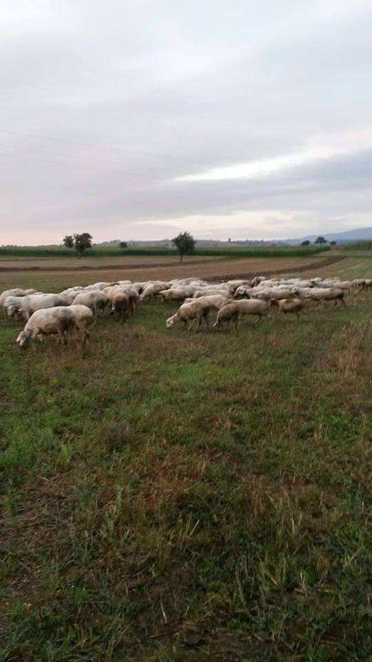 Vezirköprü Karacaören Köyü 2