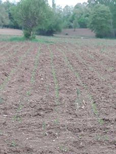 Vezirköprü Kılıçgüney Köyü 7