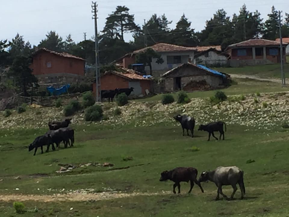 Vezirköprü Kızılcakoru Köyü 11
