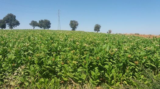 Vezirköprü Kızılcaören Köyü 3