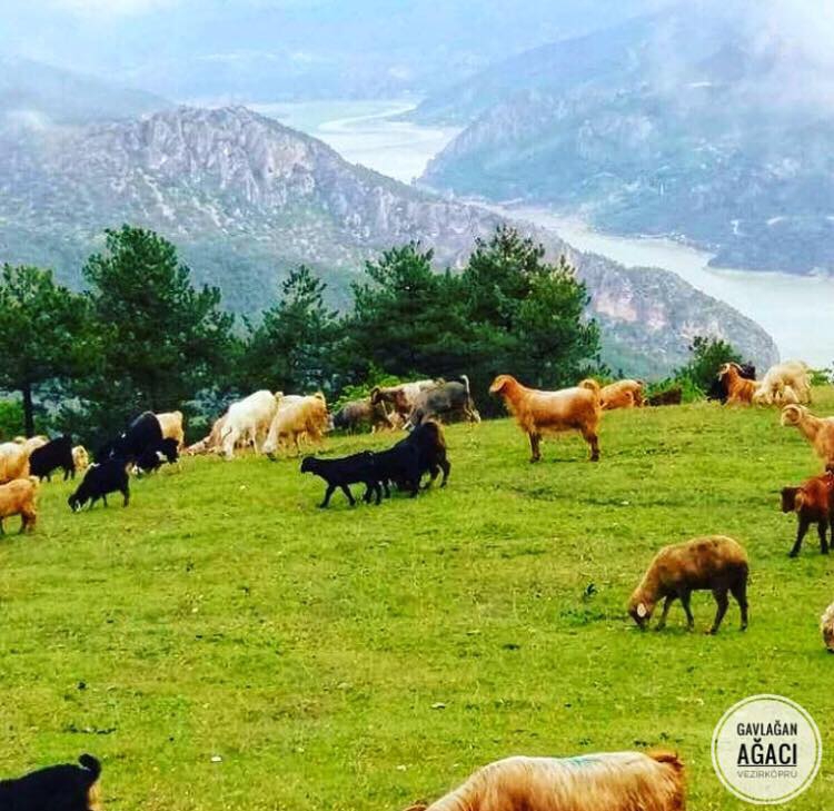 Vezirköprü Kocakaya Köyü 8