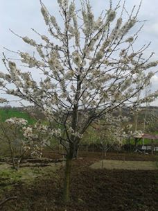 Vezirköprü Kuyaş Köyü 2