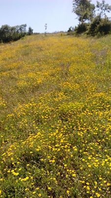 Vezirköprü Kuyumcu Köyü 4