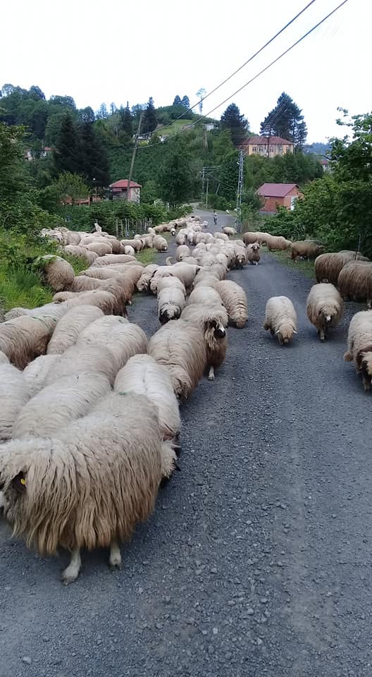 İkizce Düzmeşe Köyü Resimleri 3
