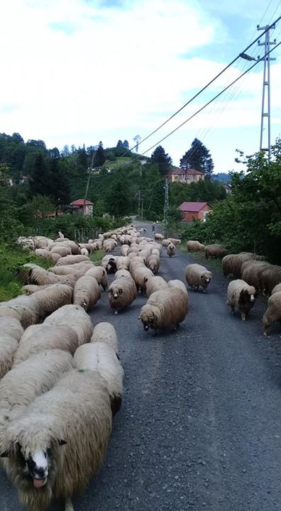 İkizce Düzmeşe Köyü Resimleri 4