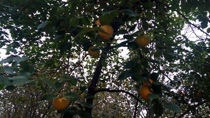 İkizce Düzpelit Köyü Resimleri 5