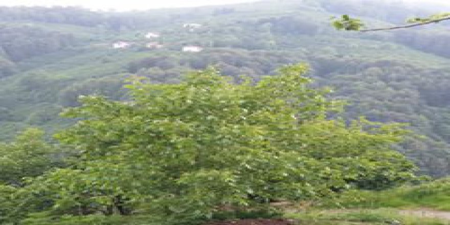 Korgan Aşağıkozpınar Köyü Resimleri