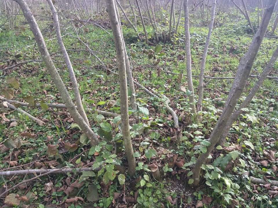 Korgan Büyükakçakese Köyü Resimleri 6