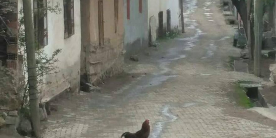 Erbaa Aydınsofu Köyü Resimleri