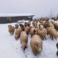Korgan Çayırkent Köyü Resimleri 7