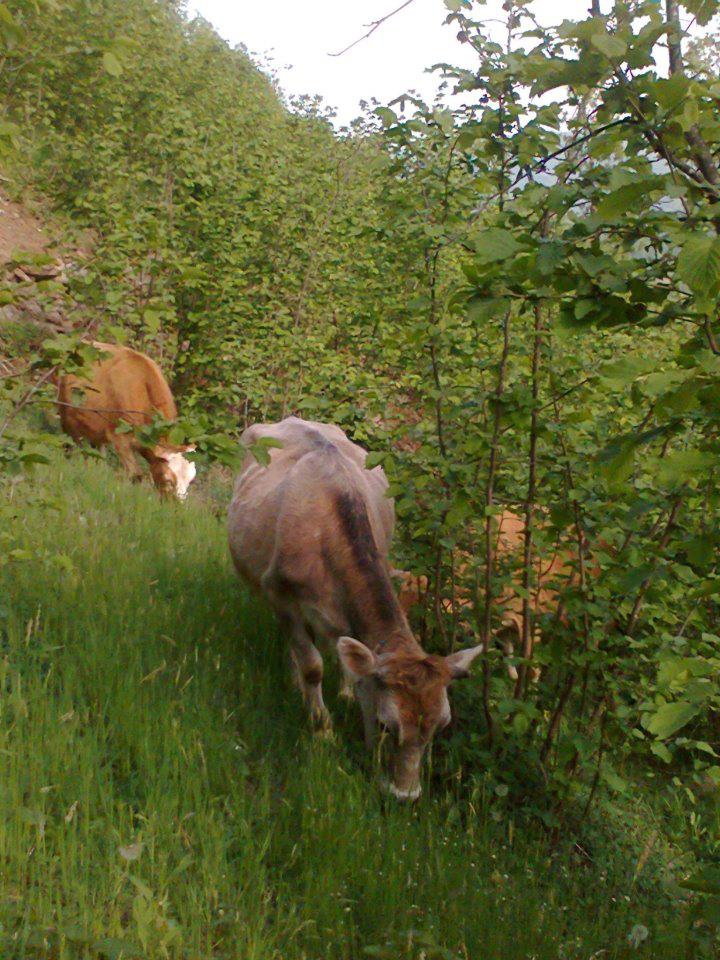 Korgan Çitlice Köyü Resimleri 6