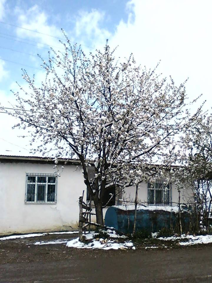 Erbaa Çakır Köyü Resimleri 16