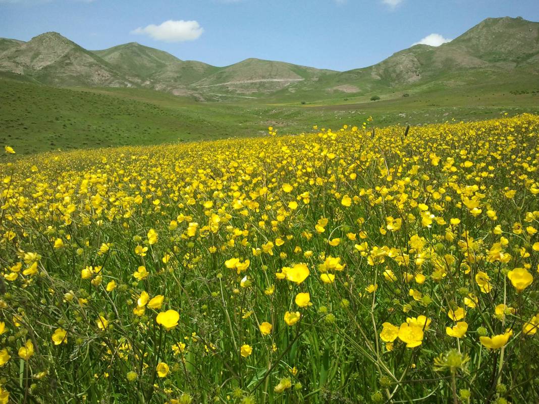 Ağrı Tutak Kılıçgediği Köyü Resimleri 21