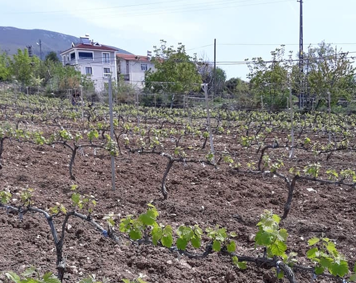 Erbaa Doğanyurt Köyü Resimleri 1