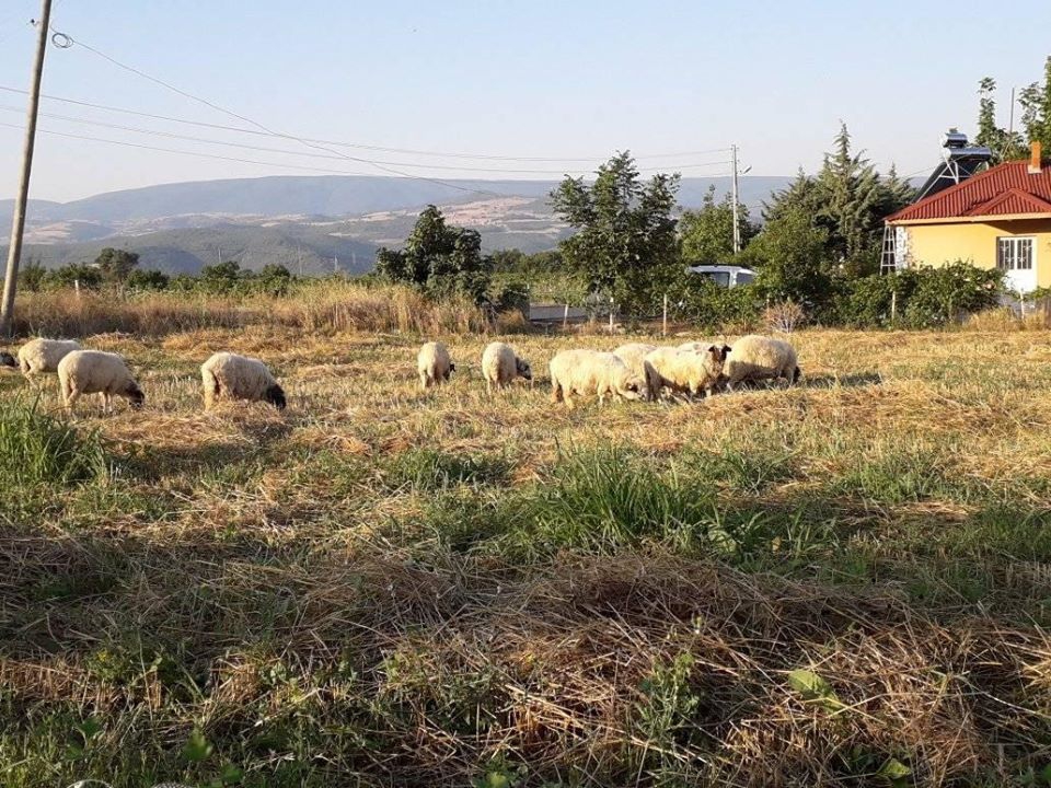 Erbaa Doğanyurt Köyü Resimleri 5