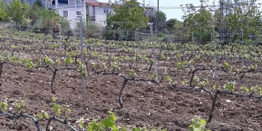 Erbaa Doğanyurt Köyü Resimleri