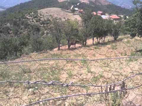 Erbaa Dokuzçam Köyü Resimleri 5