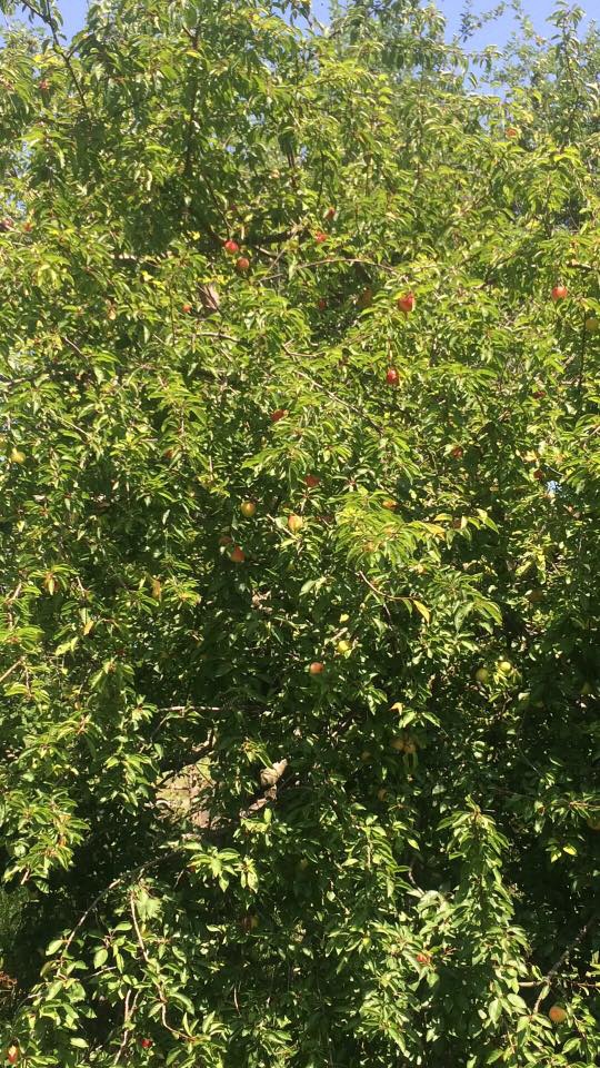 Terme Karacaköy Köyü Resimleri 10