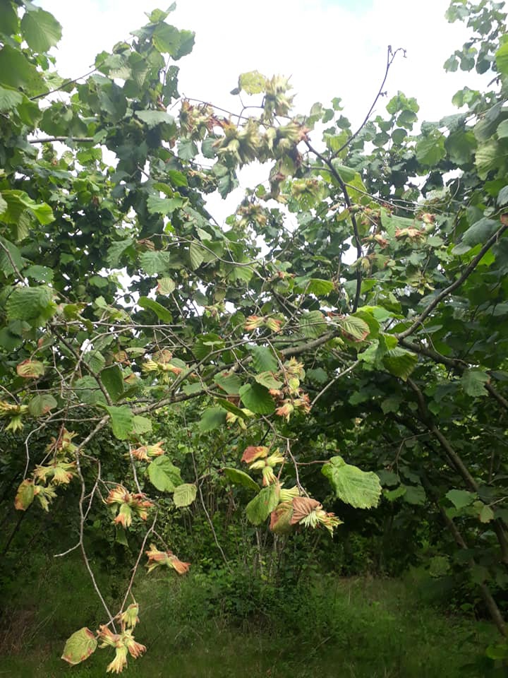Terme Karacalı Köyü Resimleri 5