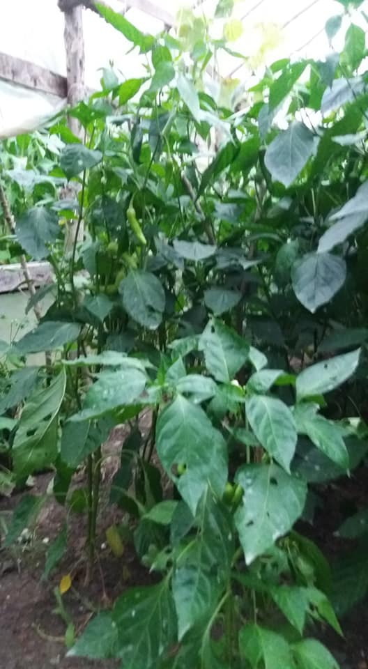 Terme Karacalı Köyü Resimleri 9