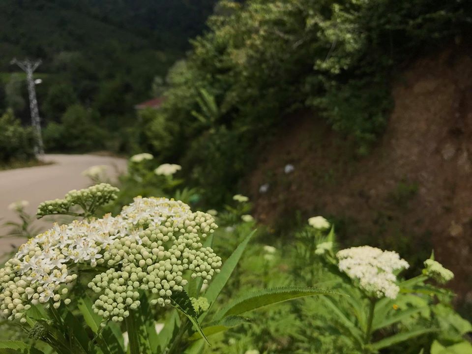 Terme Kesikkaya Köyü Resimleri 7
