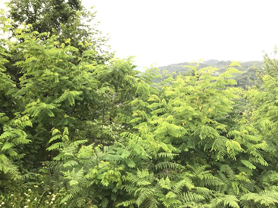 Terme Kesikkaya Köyü Resimleri 9