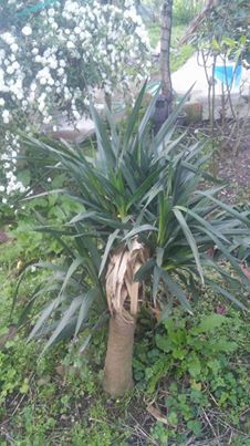 Terme Kocaman Köyü Resimleri 5