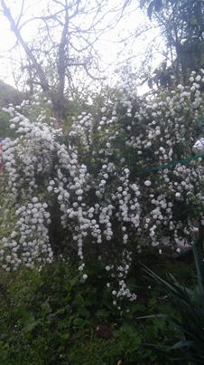 Terme Kocaman Köyü Resimleri 6