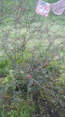 Terme Kocaman Köyü Resimleri 8