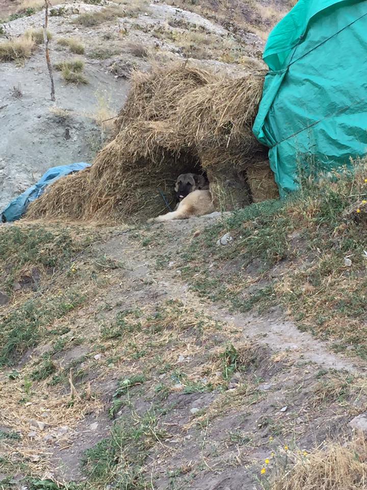 Aşkale Hacıhamza Köyü Resimleri 8