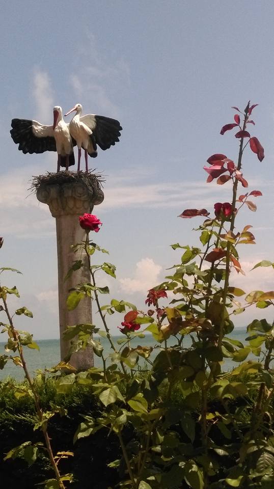 Terme Taşpınar Köyü Resimleri 1