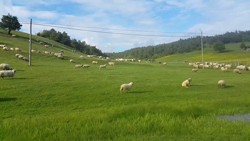 Erbaa Keçeci Köyü Resimleri 6