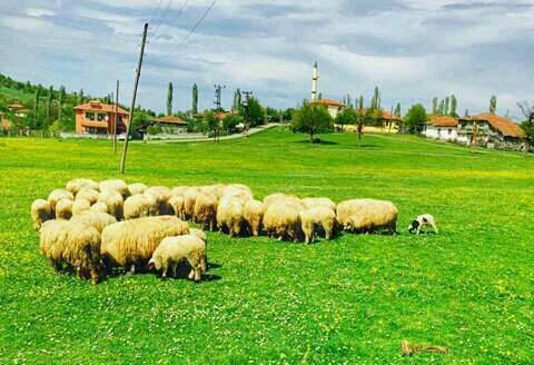 Erbaa Kozlu Köyü Resimleri 5