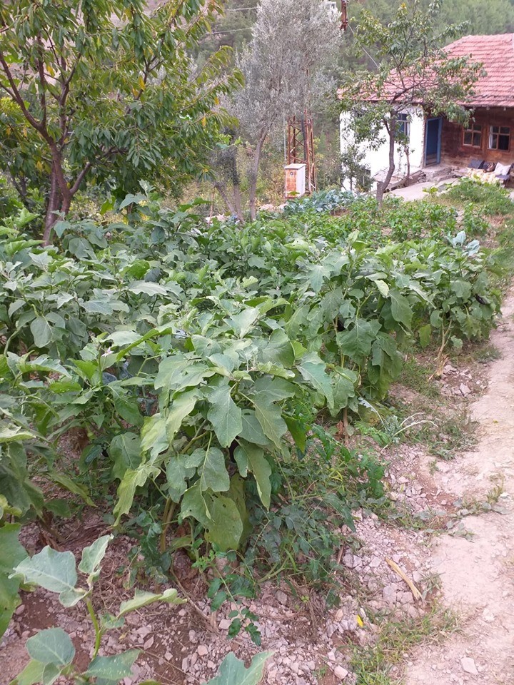 Erbaa Narlıdere Köyü Resimleri 2