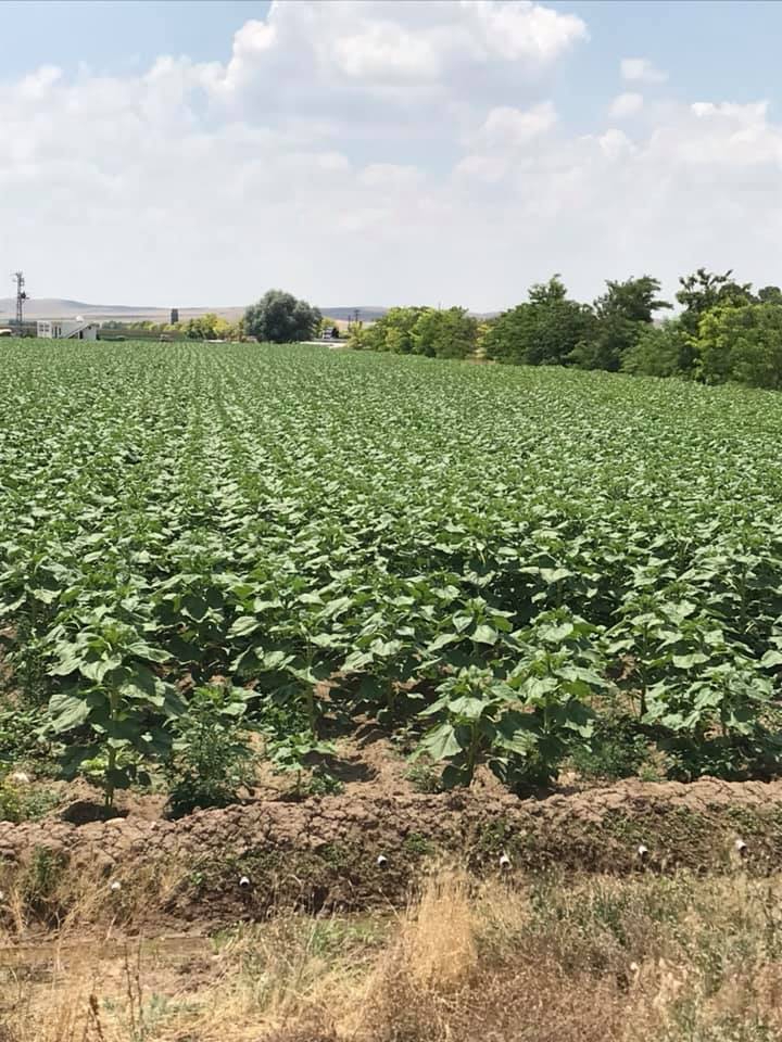 Ereğli Bulgurluk Köyü Resimleri 1