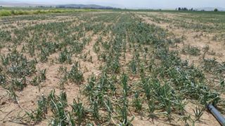 Ereğli Çiller Köyü Resimleri 4