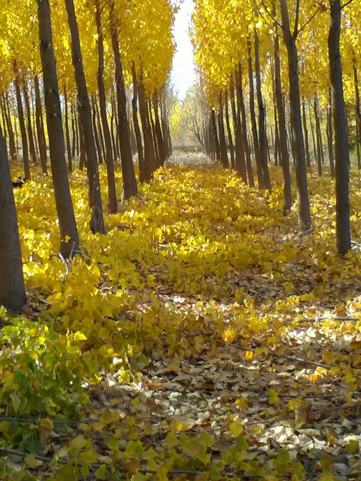 Ereğli Gökçeyazı Köyü Resimleri 2